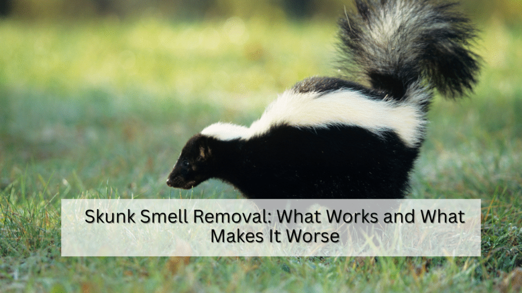 Skunk Smell Removal: What Works and What Makes It Worse If you’ve ever smelled a skunk up close, you know it’s unforgettable. That strong, sour, burnt-rubber kind of stench clings to everything — your clothes, your pets, even your house. And here’s the kicker: trying to cover it up usually makes it worse. Every year across Ontario, homeowners call pest control companies in a panic after a skunk sprays under their porch or near their vents. It’s one of the most common wildlife calls — and one of the trickiest to fix without the right approach. So, let’s break it down: what actually works, what doesn’t, and how to get rid of that smell for good — safely and humanely. Why Skunks Spray Before you rush to clean, it helps to know why skunks spray in the first place. They don’t do it for fun. It’s their defence mechanism — kind of like pepper spray, but worse. A skunk releases a sulphur-based oil from its glands when it feels threatened. It can shoot that oily mist up to 10 feet, and it sticks to whatever it hits — fur, clothes, concrete, or siding. The smell isn’t just bad; it’s chemical. That’s why soap and water alone don’t touch it. The odour comes from compounds called thiols, which cling to oils and take time (and chemistry) to neutralize. What You Shouldn’t Do Let’s start with the mistakes most people make. When you panic, it’s easy to grab the wrong cleaner or do something that spreads the smell further. 1. Don’t Use Bleach or Ammonia Mixing chemicals with skunk spray can create dangerous fumes. Besides, they don’t neutralize thiols — they just make the air toxic. 2. Don’t Spray Air Fresheners They only mask the smell temporarily. Once the air clears, the stink returns. It’s like spraying perfume in a smoky room — it doesn’t fix the problem. 3. Don’t Wash Pets With Regular Shampoo Pet shampoos aren’t designed for skunk oil. You’ll just spread the smell deeper into their fur. You need a mix that breaks down the oil, not covers it. 4. Don’t Ignore the Source If a skunk sprayed under your deck or shed, the smell will keep coming back until the animal (or the scent source) is removed. The first step is always to find where it happened. How to Get Rid of Skunk Smell — The Right Way Now for the part that actually works. These are proven methods used by wildlife control professionals and veterinarians alike. 1. The Homemade Skunk Odour Neutralizer (for Pets and Clothes) You’ve probably heard of tomato juice baths. They don’t work. They only hide the smell for a short time. Here’s what does work — a simple chemical reaction that breaks down skunk oil at the molecular level. You’ll need: 1 quart (1 litre) of 3% hydrogen peroxide 1/4 cup of baking soda 1 teaspoon of liquid dish soap How to use it: Mix ingredients fresh each time — never store this mixture in a closed bottle (it can explode). Apply it generously to the affected fur or fabric. Let it sit for about 5 minutes. Rinse thoroughly with warm water. Repeat once if needed. This works because peroxide oxidizes the thiols — basically breaking the smelly molecules apart so they can’t cling anymore. 2. For Indoor Odour (When Skunk Spray Gets Into the House) If the smell has drifted indoors — through open windows, vents, or under the floor — it’s going to take a bit of patience. Here’s what to do: Air it out: Open all windows and use fans to move air outdoors. Use vinegar bowls: Place small bowls of white vinegar in affected rooms for 24–48 hours. Vinegar absorbs odours naturally. Change HVAC filters: Skunk odour particles get trapped inside heating and cooling systems. Wipe hard surfaces: Mix 1 part vinegar with four parts water and wipe walls, floors, and furniture. If the smell lingers for more than a few days, you likely have skunk oil on or under your house. In that case, you’ll need a professional cleaning. 3. For Cars If a skunk sprays near your driveway or your car tires, the smell can get trapped inside the vents or fabric. Try this: Wipe exterior surfaces with diluted vinegar. Sprinkle activated charcoal or baking soda on carpets overnight, then vacuum. Replace cabin filters (yes, even your car has one). Avoid using air fresheners — they mix with the smell and make it worse. 4. For Outdoor Areas (Decks, Porches, Sheds) If the skunk sprayed under your porch or deck, it’s not just about cleaning. The smell seeps into wood and soil. To neutralize it: Mix 1 cup of vinegar and 1 cup of hydrogen peroxide with 1 gallon of water. Use a garden sprayer to mist the area. Repeat after a day or two. If you still smell it after a week, it’s possible the skunk is still living under there — or sprayed more than once. That’s when you call a wildlife expert. How to Prevent Skunks from Coming Back Once you’ve cleaned up the smell, your next goal is to make sure it doesn’t happen again. 1. Seal Openings Check under decks, sheds, and crawl spaces. Close gaps larger than 3 inches using wire mesh or metal flashing. 2. Secure Garbage Bins Skunks love leftovers. Lock your garbage lids and don’t leave pet food outside overnight. 3. Keep Lights On Motion-activated lights scare off nocturnal animals like skunks. 4. Remove Shelter Options Wood piles, old furniture, and open compost bins make perfect hiding spots. 5. Use Repellents Some natural repellents (like citrus peels, vinegar spray, or castor oil granules) help keep skunks away. They’re not foolproof, but they make your yard less inviting. When to Call a Professional If the smell is strong, if you’ve spotted a skunk under your porch, or if your pet keeps getting sprayed — it’s time to bring in help. Wildlife control technicians handle skunks humanely using live traps and exclusion doors. That means the animal is removed safely, and entry points are sealed after it’s gone. Professionals also have access to commercial-grade deodorizing equipment and enzyme cleaners that fully neutralize odours — not just mask them. At BugManagers, our team deals with skunk removal across Ontario — from Toronto to Mississauga to Hamilton. We make sure the skunk is gone, your space is safe, and the smell doesn’t return. A Few Common Questions Q: How long does skunk smell last? If untreated, the smell can last up to three weeks — longer if it’s absorbed into wood, fabric, or carpet. Q: What if my dog got sprayed in the eyes? Rinse their eyes gently with cool water or a saline solution. Please avoid using any soap near their eyes and call your vet right away. Q: Can I trap a skunk myself? You shouldn’t. Skunks are protected under Ontario’s wildlife regulations, and trapping without proper equipment can cause injury or more spraying. Q: How much does professional skunk removal cost? It depends on where the skunk is located and how much cleanup is needed. Most homeowners in Ontario pay between $250 and $600, depending on the complexity. Why Skunk Smell Feels Impossible to Remove People often describe skunk odour as “sticking to the air.” That’s because the sulphur oils bond to everything — from skin to insulation. If you’re smelling it for days, it doesn’t mean you didn’t clean enough; it means some residue is still trapped in a hidden surface. Here’s what professionals do differently: Use ozone machines or thermal foggers to break down odour molecules in the air. Apply enzyme-based cleaners that dissolve organic residue. Identify hidden areas where oil may have splashed — like under decks or foundation gaps. Sometimes, solving the smell means finding and treating the exact spot of the spray, not just the air around it. The Humane Side of Skunk Control Skunks aren’t aggressive. They’re shy, gentle animals that spray only when scared. They help control garden pests like grubs and insects, too. That’s why professional wildlife control always focuses on humane removal — guiding the animal out safely, sealing its entry, and preventing future encounters. It’s not about punishment. It’s about balance — keeping both your home and the local ecosystem safe. Final Thoughts You can’t stop skunks from existing, but you can stop them from making your home their hangout. If you smell that unmistakable odour near your house, don’t panic. Skip the tomato juice. Skip the bleach. Use the right neutralizer, air out your home, and check for signs of entry. And if the smell just won’t quit, call in a professional like BugManagers. We’ll handle the source, clean the area, and make sure your space smells fresh again — safely and humanely. Because your home should smell like home, not like a skunk.