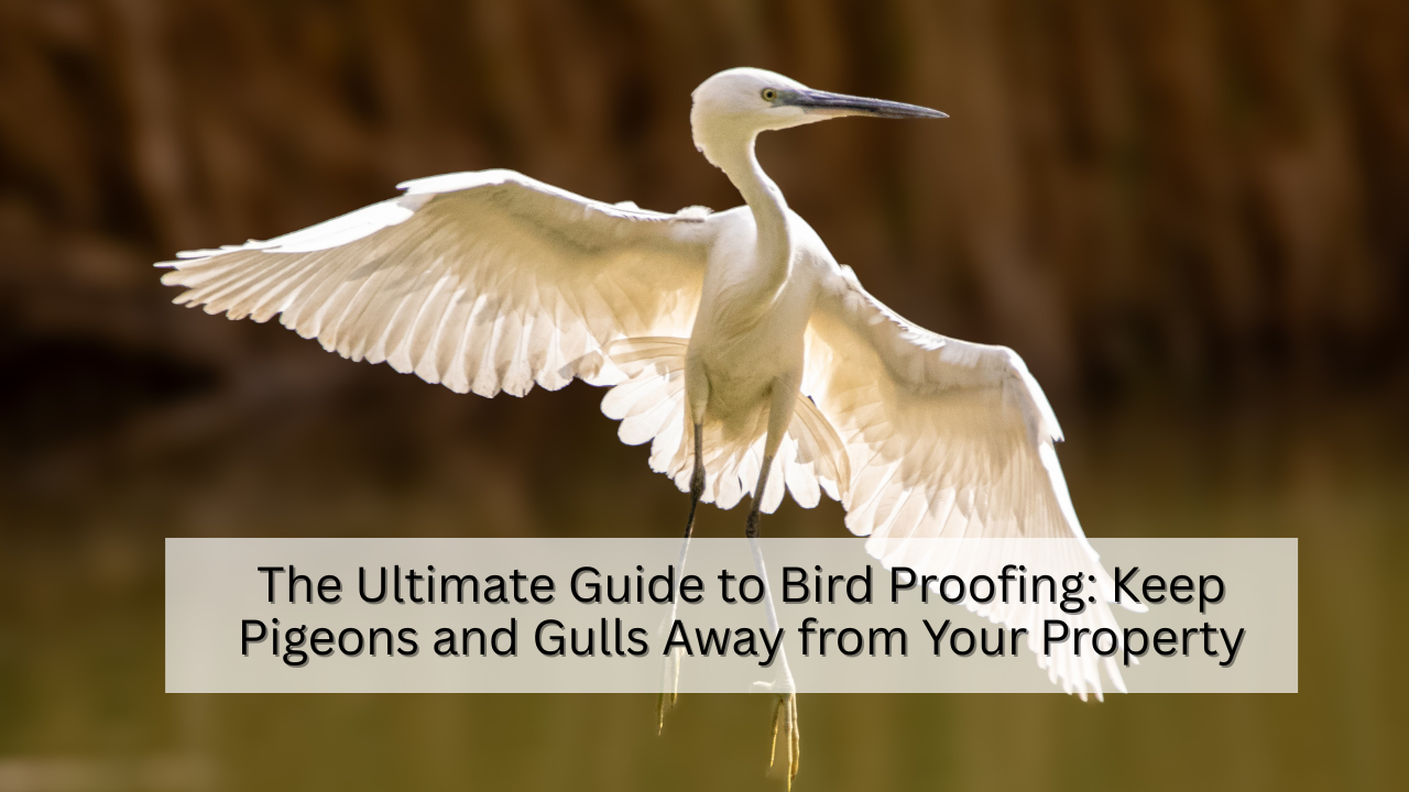 The Ultimate Guide to Bird Proofing: Keep Pigeons and Gulls Away from Your Property