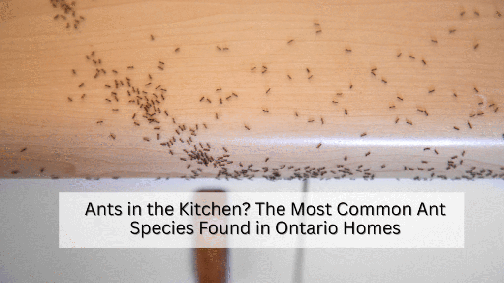 Ants in the Kitchen The Most Common Ant Species Found in Ontario Homes