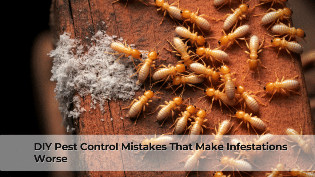 DIY Pest Control Mistakes That Make Infestations Worse