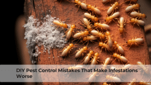 DIY Pest Control Mistakes That Make Infestations Worse