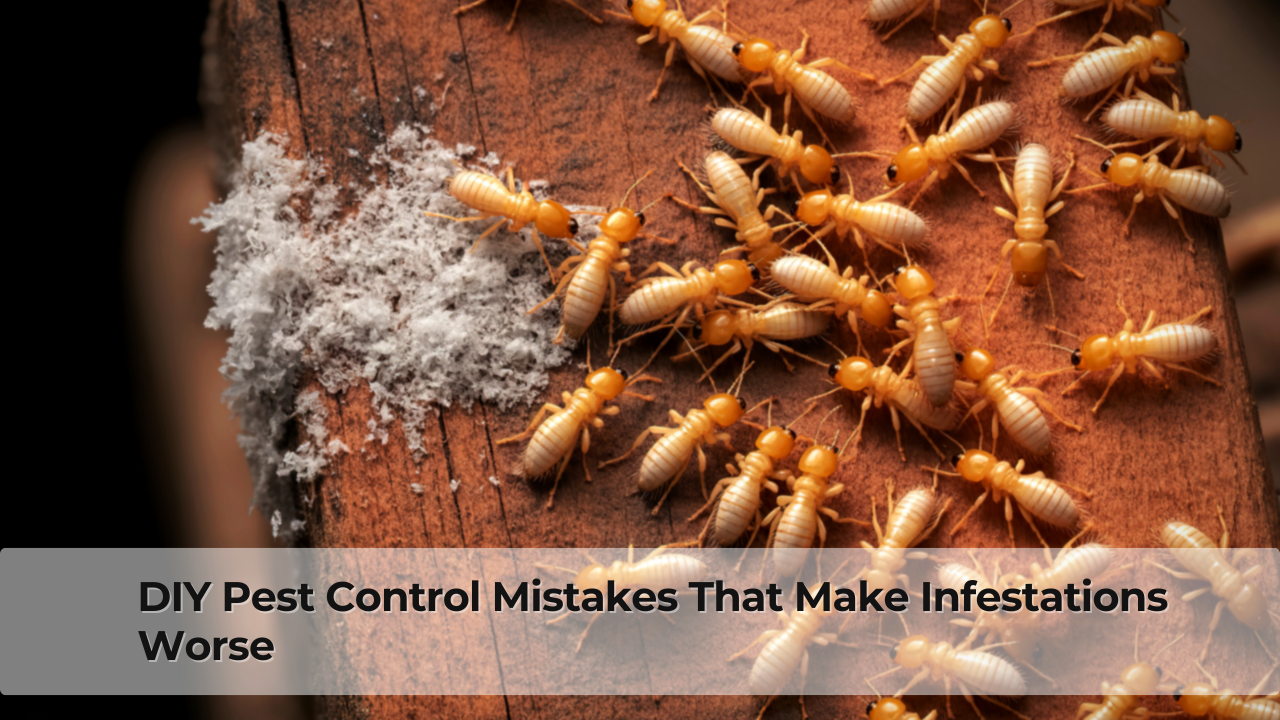 DIY Pest Control Mistakes That Make Infestations Worse