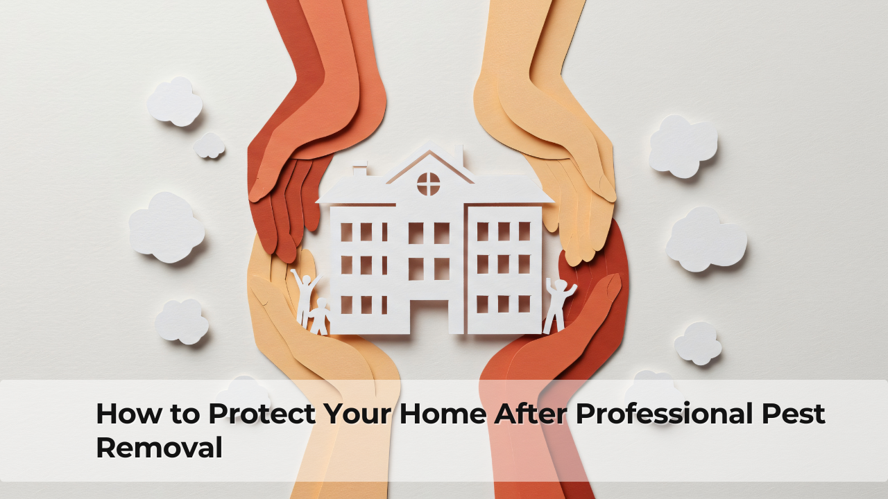 How to Protect Your Home After Professional Pest Removal
