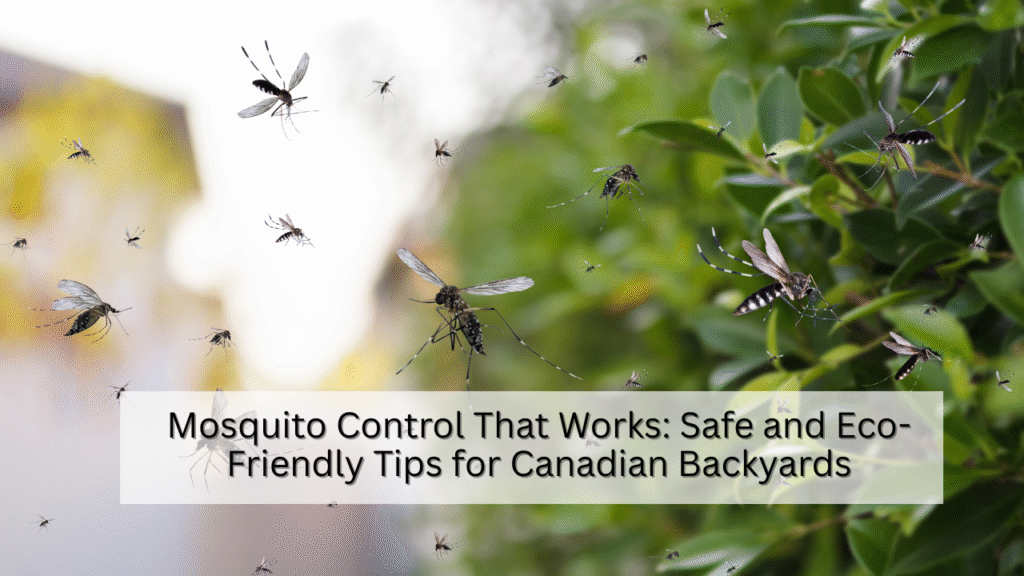 Mosquito Control That Works Safe and Eco-Friendly Tips for Canadian Backyards
