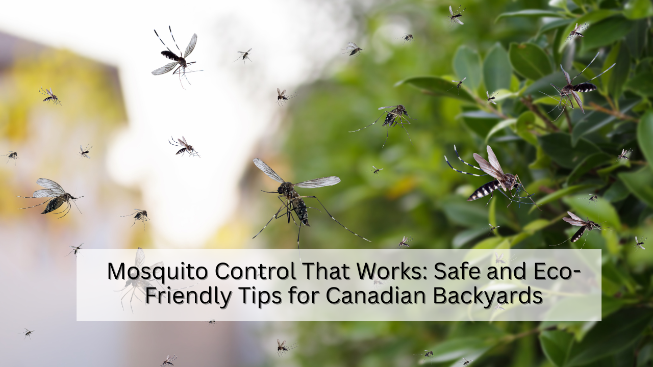 Mosquito Control That Works Safe and Eco-Friendly Tips for Canadian Backyards