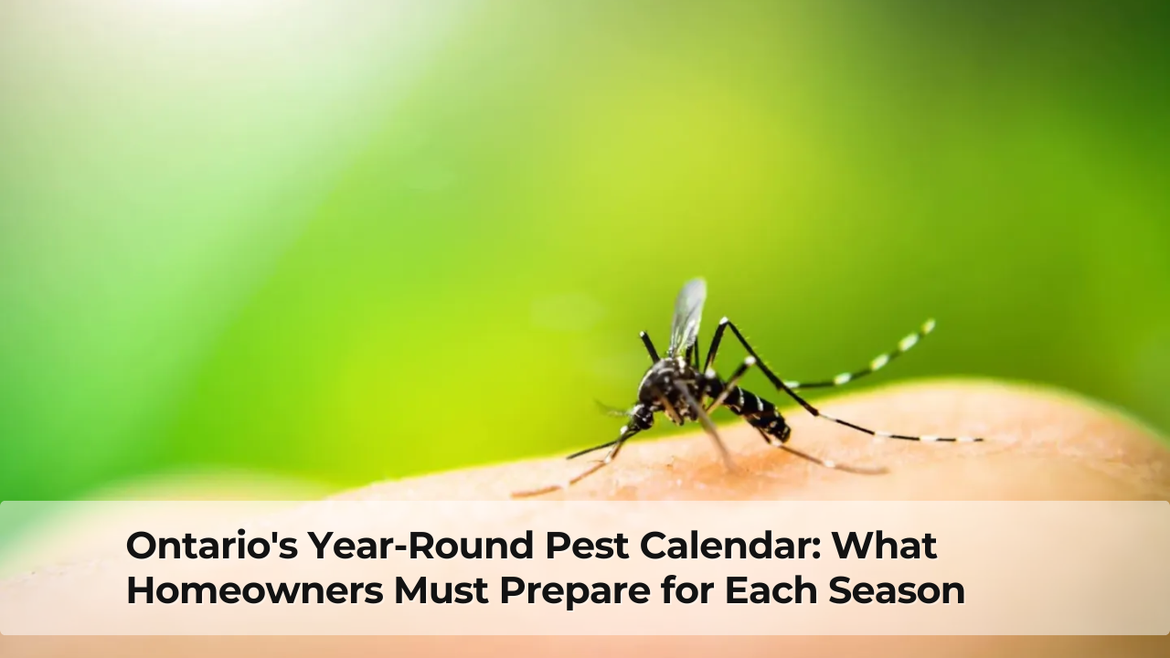 Ontario's Year-Round Pest Calendar What Homeowners Must Prepare for Each Season