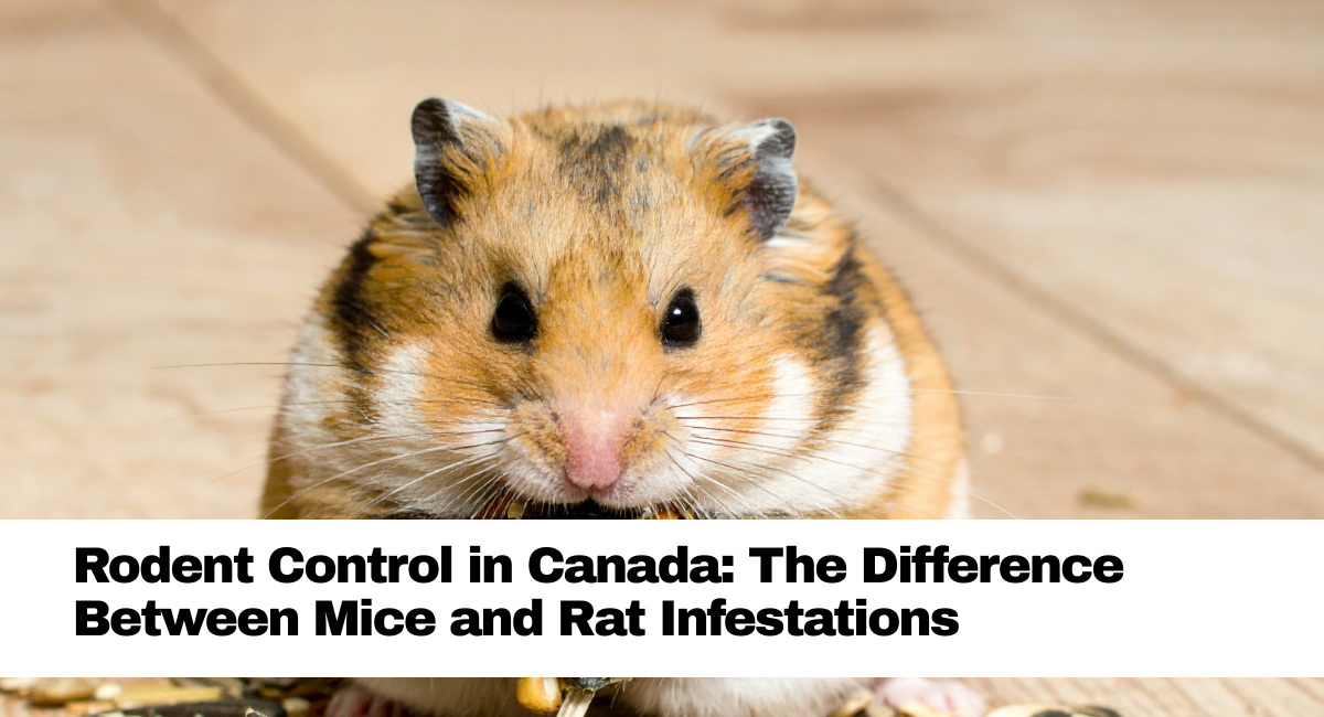 Rodent Control in Canada The Difference Between Mice and Rat Infestations