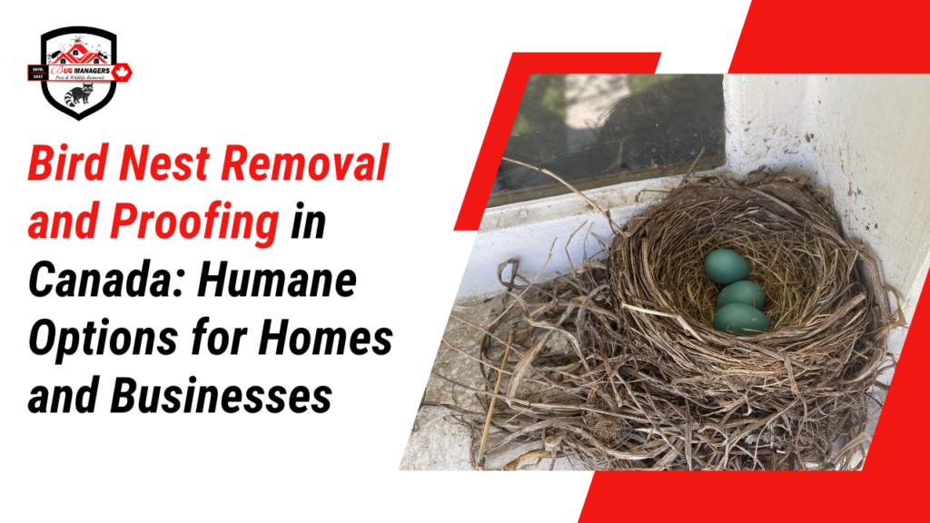 Bird Nest Removal and Proofing in Canada: Humane Options for Homes and Businesses