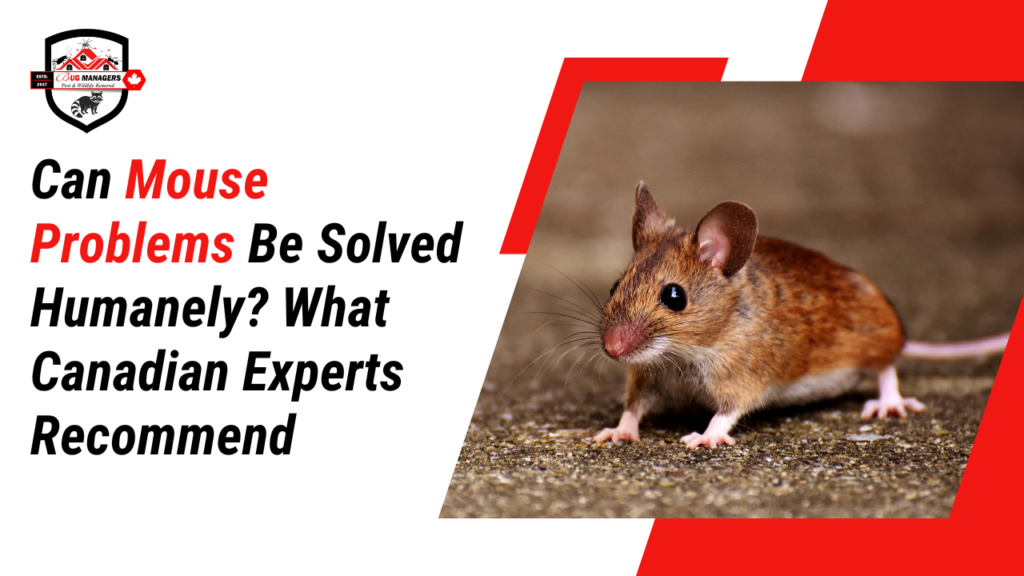 Can Mouse Problems Be Solved Humanely What Canadian Experts Recommend