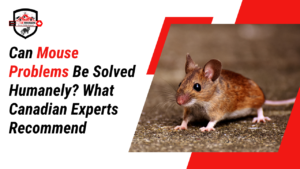 Can Mouse Problems Be Solved Humanely What Canadian Experts Recommend