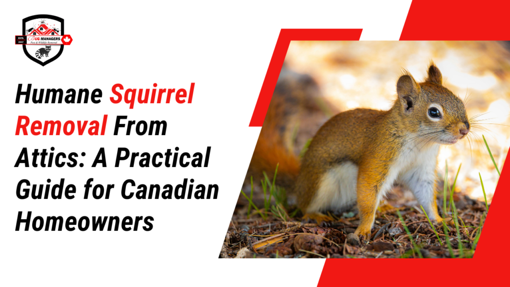 Humane Squirrel Removal From Attics: A Practical Guide for Canadian Homeowners