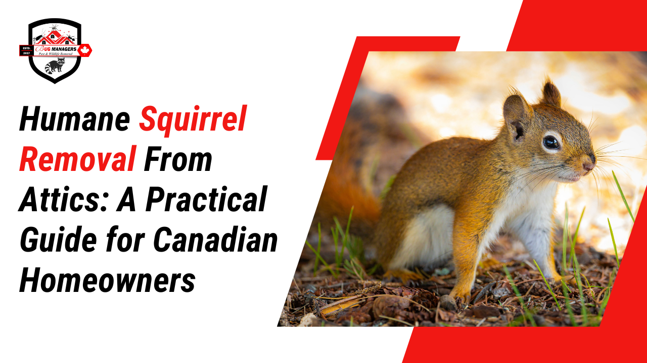 Humane Squirrel Removal From Attics: A Practical Guide for Canadian Homeowners