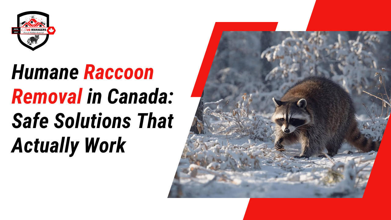 Humane Raccoon Removal in Canada Safe Solutions That Actually Work