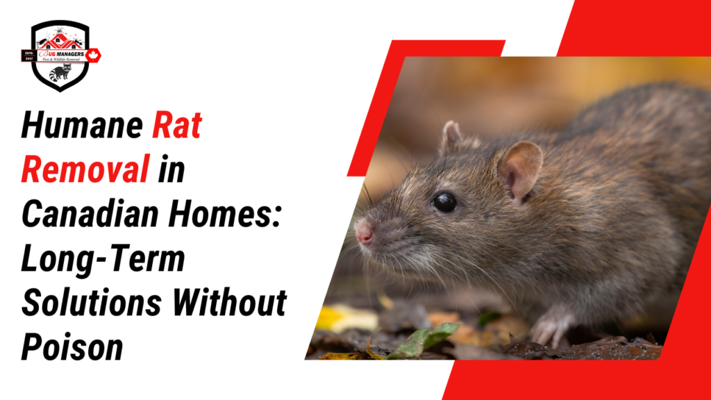 Humane Rat Removal in Canadian Homes: Long-Term Solutions Without Poison