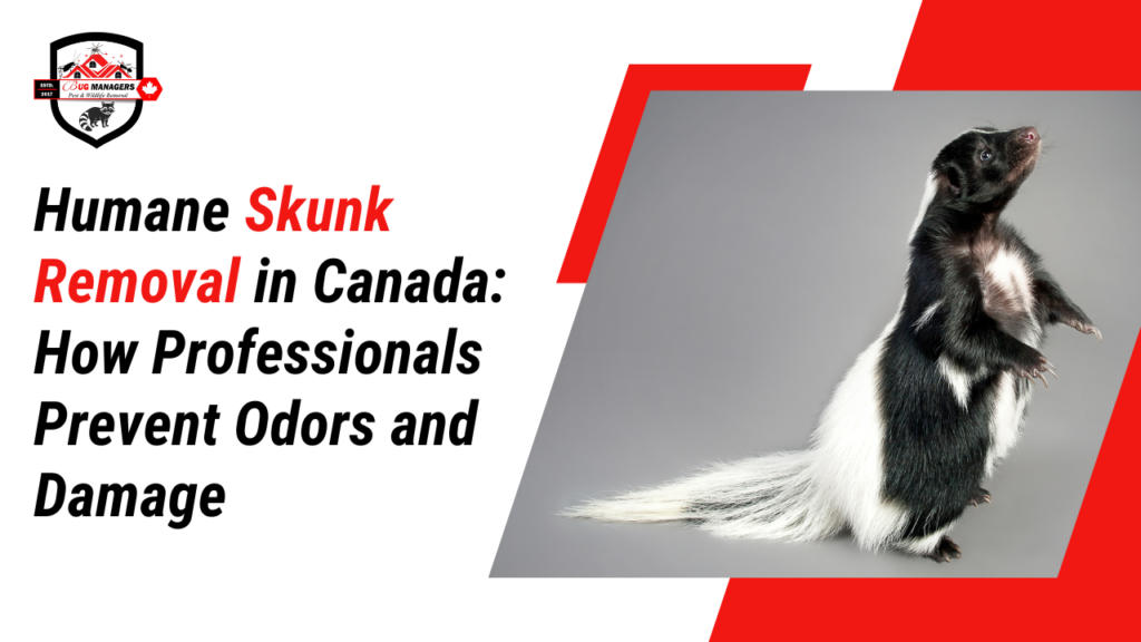 Humane Skunk Removal in Canada: How Professionals Prevent Odors and Damage