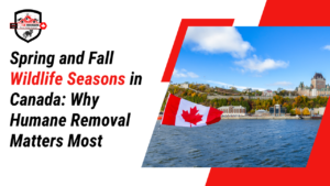 Spring and Fall Wildlife Seasons in Canada: Why Humane Removal Matters Most