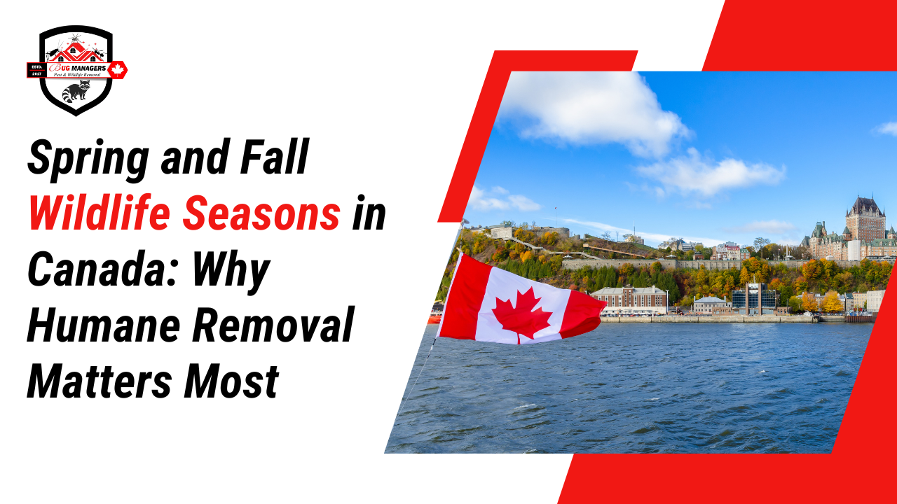 Spring and Fall Wildlife Seasons in Canada: Why Humane Removal Matters Most