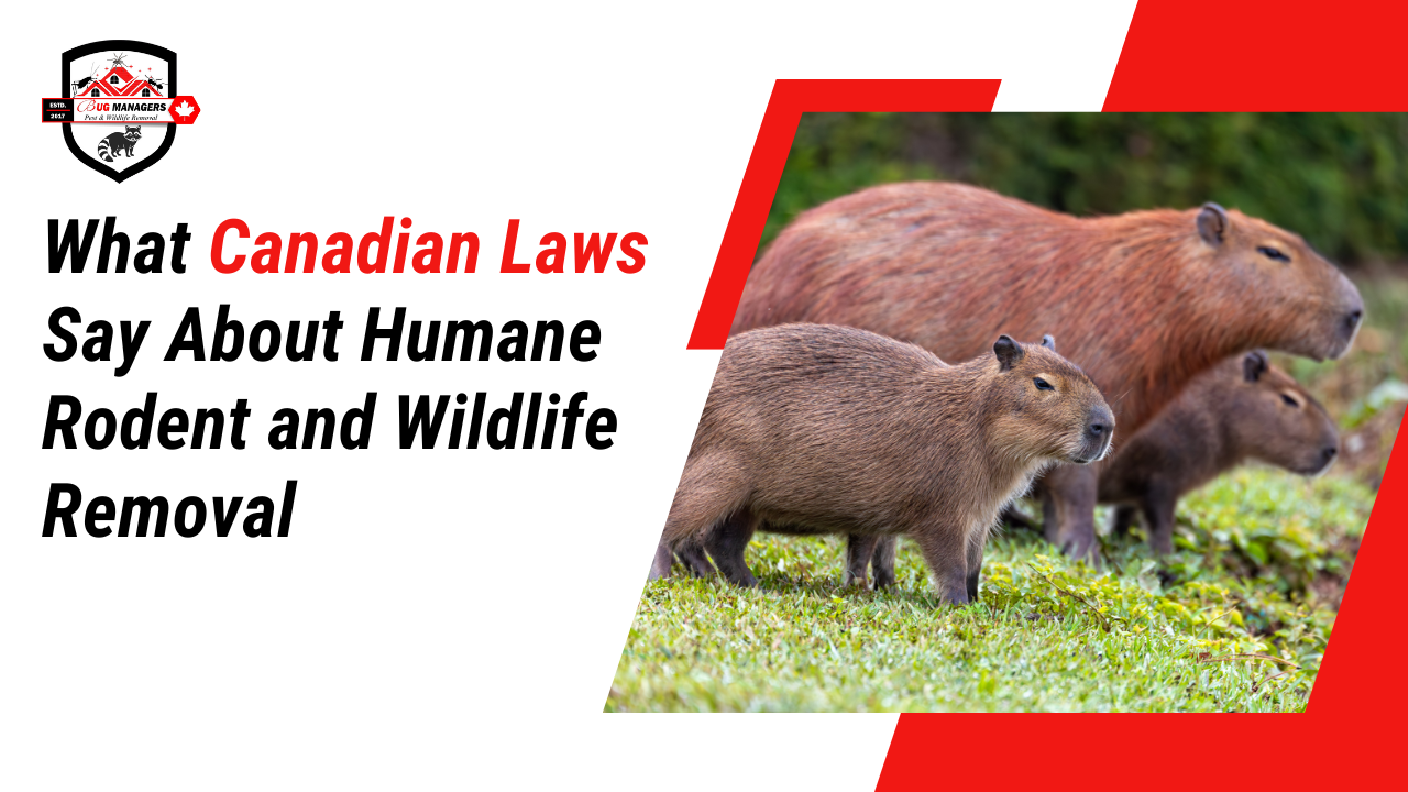 What Canadian Laws Say About Humane Rodent and Wildlife Removal