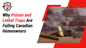 Why Poison and Lethal Traps Are Failing Canadian Homeowners