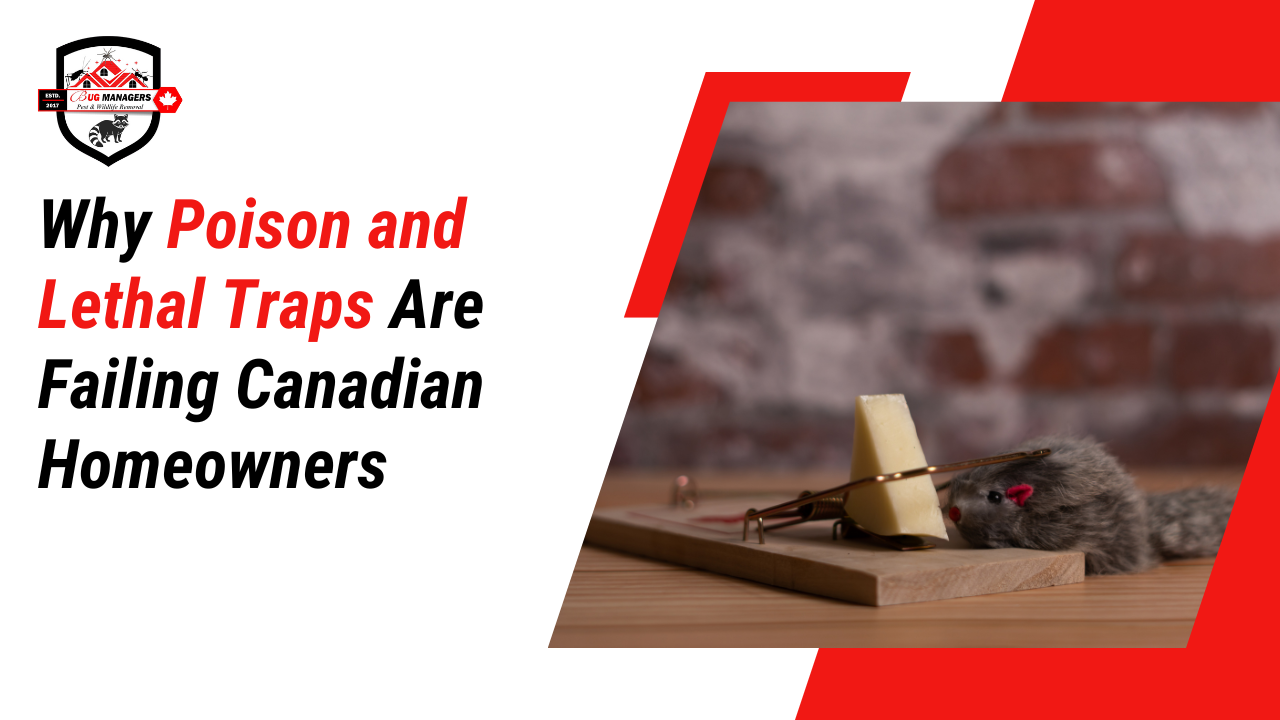 Why Poison and Lethal Traps Are Failing Canadian Homeowners