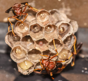 Close-up of a paper wasp nest showing open hexagonal cells with eggs, larvae, pupae, and several adult wasps.