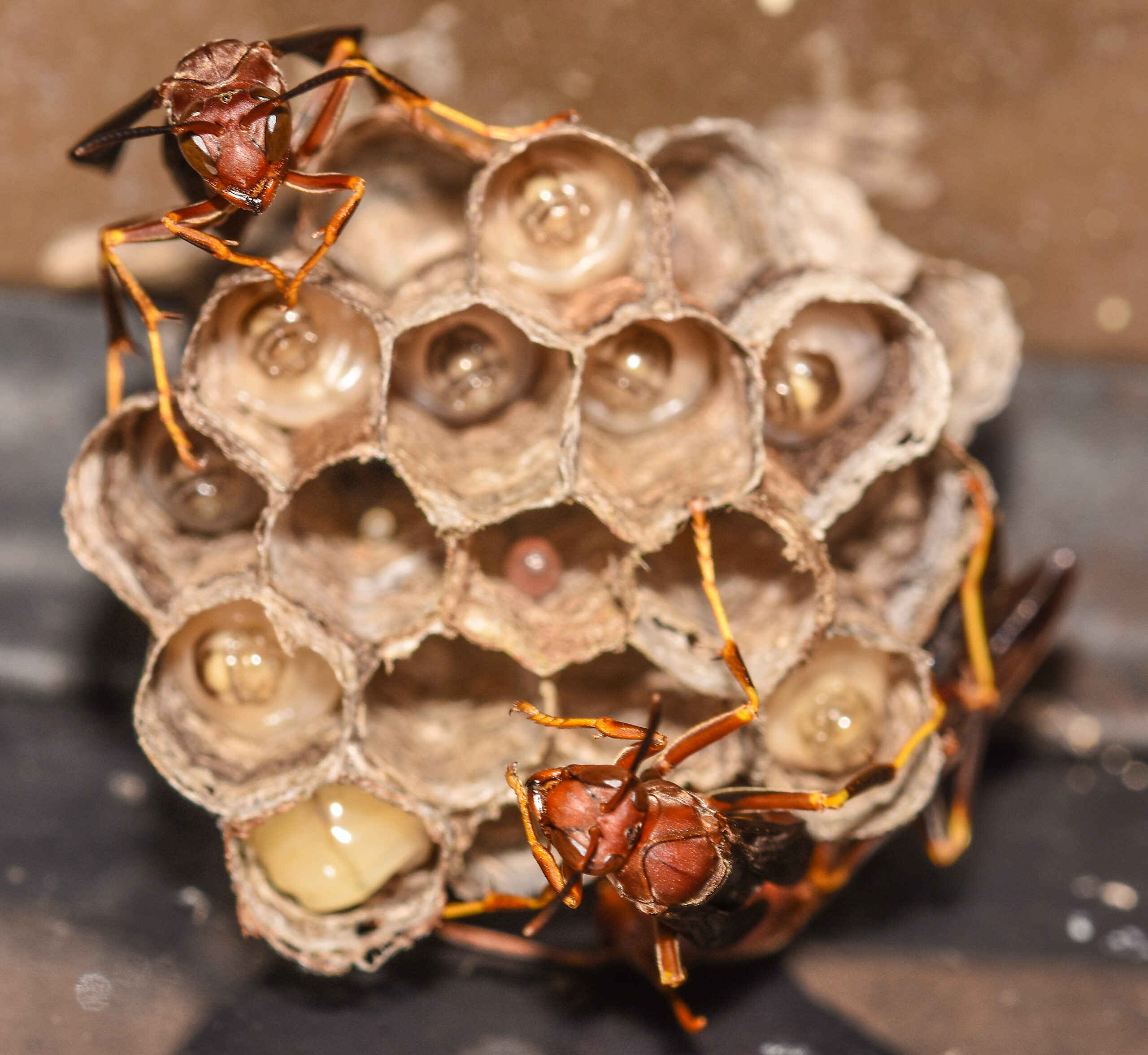 Close-up of a paper wasp nest showing open hexagonal cells with eggs, larvae, pupae, and several adult wasps.
