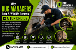 Bug Managers pest control technician inspecting home for rodents and wildlife in Bramalea Brampton