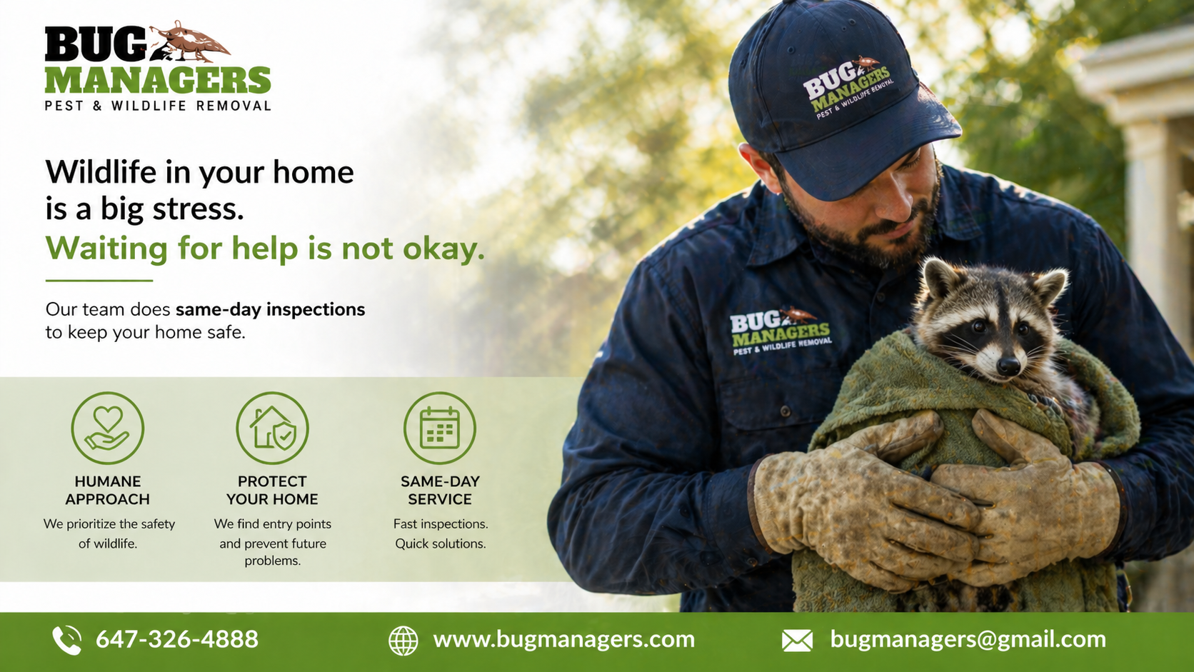 humane wildlife removal Brampton technician safely handling raccoon eco friendly control service