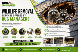 wildlife removal Brampton raccoon squirrel skunk bat removal attic inspection technician