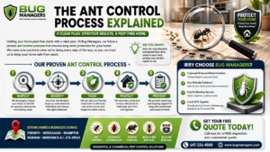 16:9 ant control infographic banner showing Bug Managers pest control process with inspection, identification, treatment, protection, and prevention icons connected by arrows, alongside realistic ants under a magnifying glass in a modern kitchen.