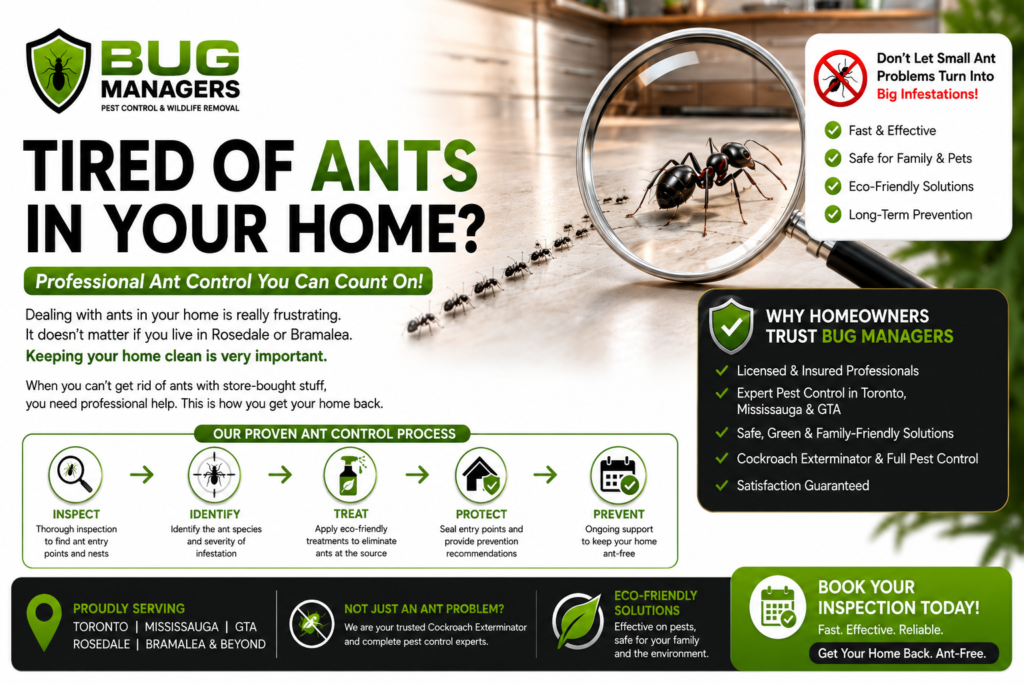 16:9 ant control infographic banner showing Bug Managers pest control process with inspection, identification, treatment, protection, and prevention icons connected by arrows, alongside realistic ants under a magnifying glass in a modern kitchen.