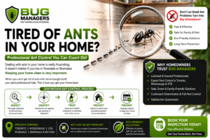 16:9 ant control infographic banner showing Bug Managers pest control process with inspection, identification, treatment, protection, and prevention icons connected by arrows, alongside realistic ants under a magnifying glass in a modern kitchen.