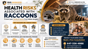 Raccoon health risks infographic showing attic damage, contamination, and wildlife removal solutions in Toronto GTA