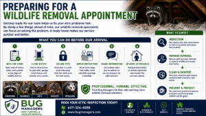 Wildlife removal appointment guide infographic showing how to prepare for attic wildlife inspection, raccoon removal, squirrel removal, rodent prevention, attic cleanup, and humane wildlife control services in Toronto GTA homes.